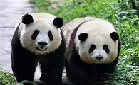 大熊猫，中国的重要文化象征和世界自然遗产