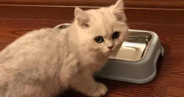 小猫不吃东西是怎么回事