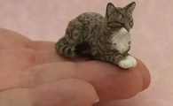 手指猫是真的吗