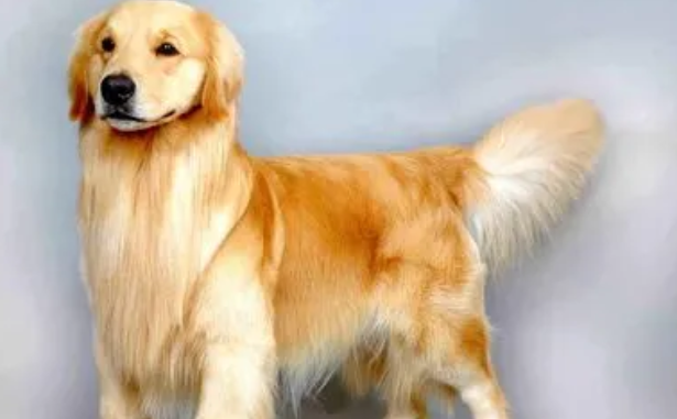 三男对金毛犬起贼心 一根火腿肠引诱上车带走 三男对金毛犬起贼心 一根火腿肠引诱上车带走