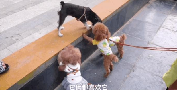 主人给泰迪安排女朋友,狗狗反对包办婚姻,爱上了相亲对象的闺蜜 主人给泰迪安排女朋友,狗狗反对包办婚姻,爱上了相亲对象的闺蜜