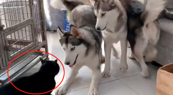 二哈“三兄弟”围殴猫咪,结果却被逼到墙角,狗脸都丢光了 二哈“三兄弟”围殴猫咪,结果却被逼到墙角,狗脸都丢光了