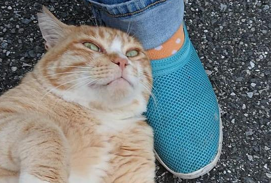 下班路上,被一只猫给碰瓷了,我感觉自己要完了