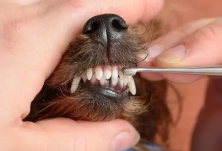 狗有多少颗牙齿? 狗有多少颗牙齿?