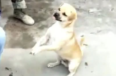 谁说土狗不会卖萌，看到村民在吃饭，小土狗嘴馋不停作揖！