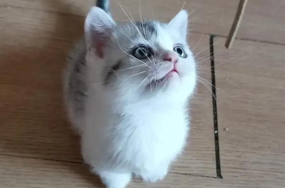 体型小长不大的猫 体型小长不大的猫