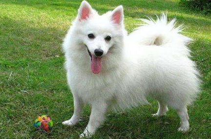 中国狐狸犬聪明吗