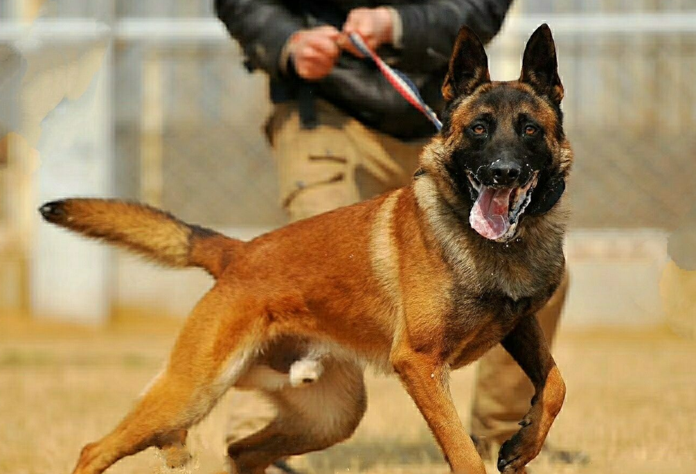 马里努阿犬是哪个国家的品种犬