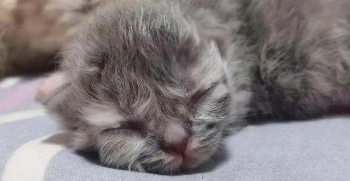未满月的小猫死前征兆 未满月的小猫死前征兆