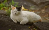 猫在易经中寓意什么