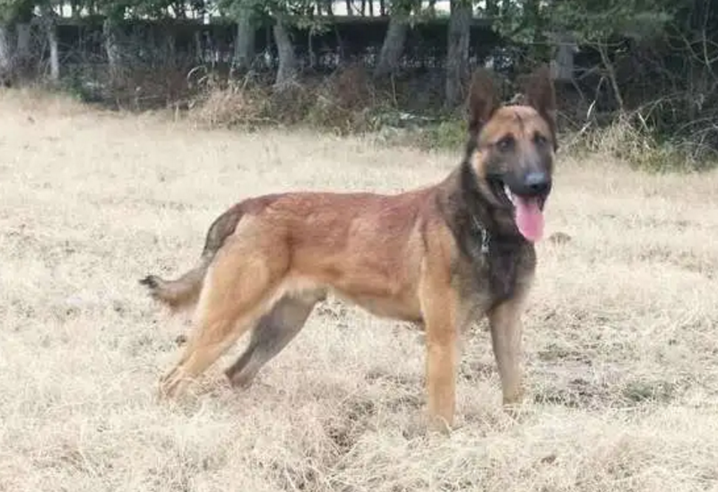马里努阿犬寿命优缺点 马里努阿犬寿命优缺点