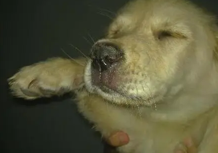 犬瘟症状是怎么引起的