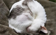 晚上睡觉把猫放哪