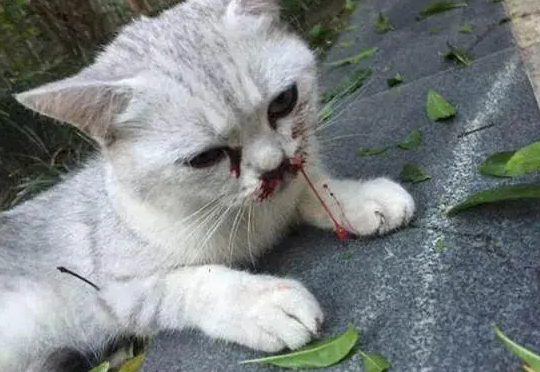 杀猫违法犯罪吗