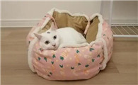 为什么给猫买的窝死活不去睡