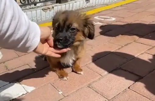 一天两只伤残的狗狗被抛弃,可面对着满是善意的人,它们依然微笑着 一天两只伤残的狗狗被抛弃,可面对着满是善意的人,它们依然微笑着