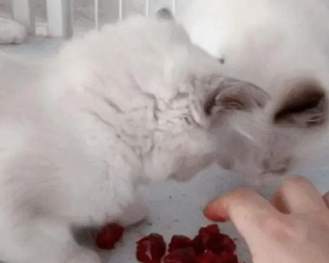 小馋猫忘恩负义,为了护食,连主人的手也要下重口