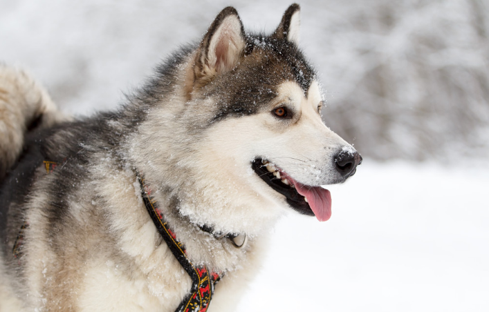因纽特犬禁养吗