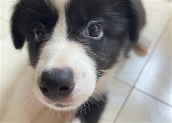 犬窝咳怎么引起的
