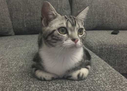 东北那边的猫咪口碑不好吗? 东北那边的猫咪口碑不好吗?