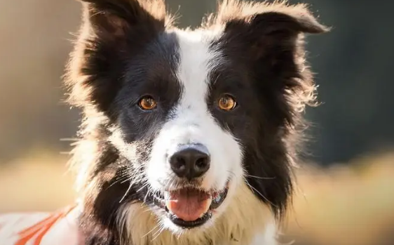 恶犬咬伤男童,事发后五天仍未找到犬主人! 恶犬咬伤男童,事发后五天仍未找到犬主人!