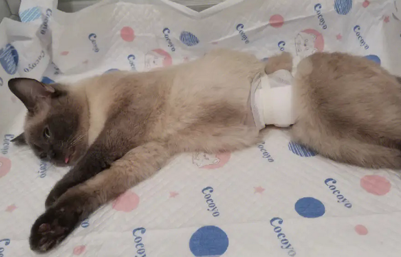 母猫绝育是摘除子宫吗 母猫绝育是摘除子宫吗