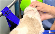 猫做一次pcr多少钱