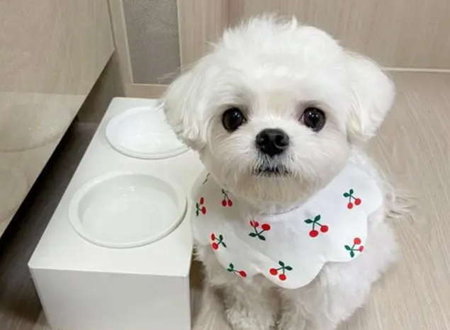 小白是什么品种