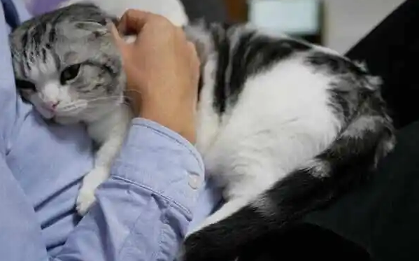 闹猫有什么办法解决