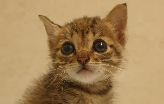 癌晚期的师父捡到流浪奶猫,于心不忍送去救治,但却无力继续照顾...
