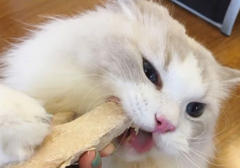 布偶猫:还是熟悉的味道,就是这个味爽啊 布偶猫:还是熟悉的味道,就是这个味爽啊