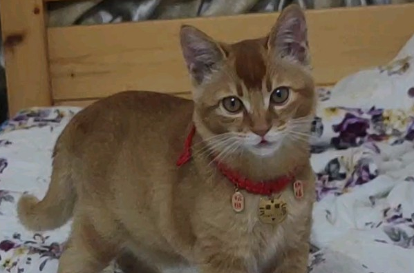 中华雀猫多少钱一只-宠物网