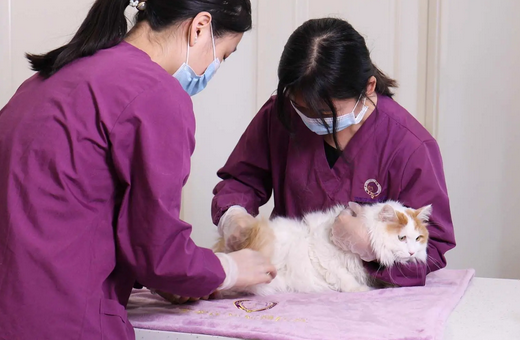 医疗会是下一个宠物经济风口吗? 医疗会是下一个宠物经济风口吗?