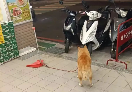 超市门口偶遇一只柴犬,它竟被簸箕拴住...自我管理意识超强! 超市门口偶遇一只柴犬,它竟被簸箕拴住...自我管理意识超强!