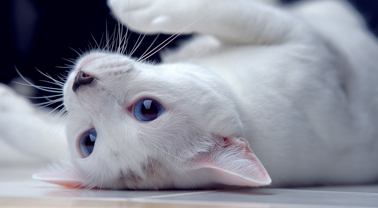 哪种交通工具可以带猫