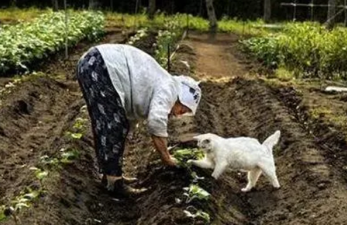 猫咪的主人是奶奶,跟着奶奶种田卖菜,相伴九年一人一猫成亲人 猫咪的主人是奶奶,跟着奶奶种田卖菜,相伴九年一人一猫成亲人