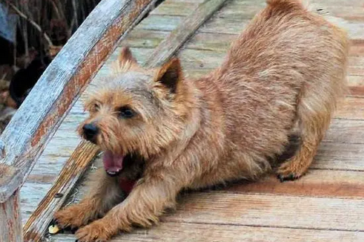 诺维奇梗犬中国能养吗