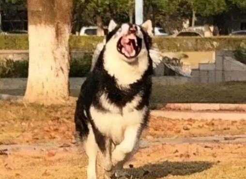 三个犬念什么字 三个犬念什么字