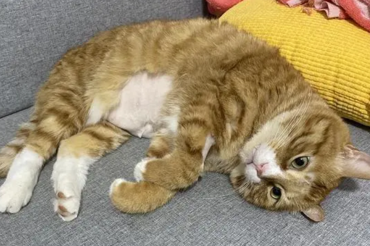 猫脂肪肝会自愈吗