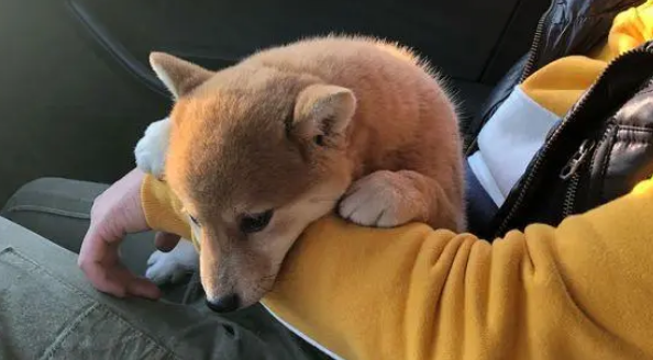 带柴犬出去玩儿,路上情绪不是很高,柴犬:晕车了! 带柴犬出去玩儿,路上情绪不是很高,柴犬:晕车了!
