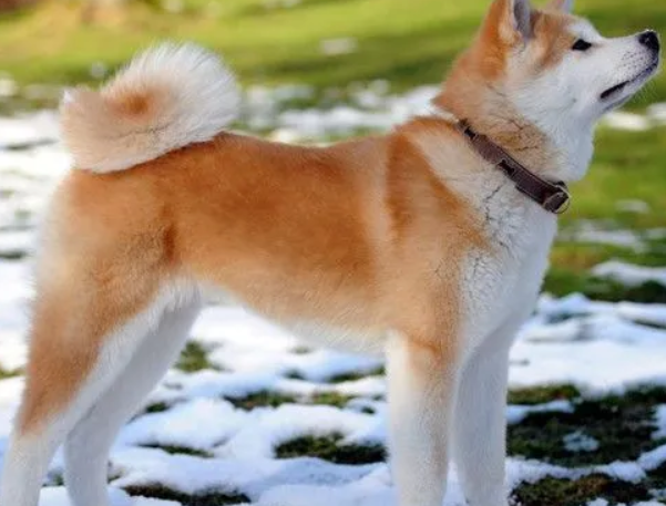 秋田犬什么样 被视为日本的国犬