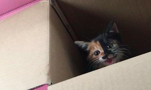 小猫饿得在垃圾旁吃绳子,好心人带回家领养,2个月后竟要减肥? 小猫饿得在垃圾旁吃绳子,好心人带回家领养,2个月后竟要减肥?