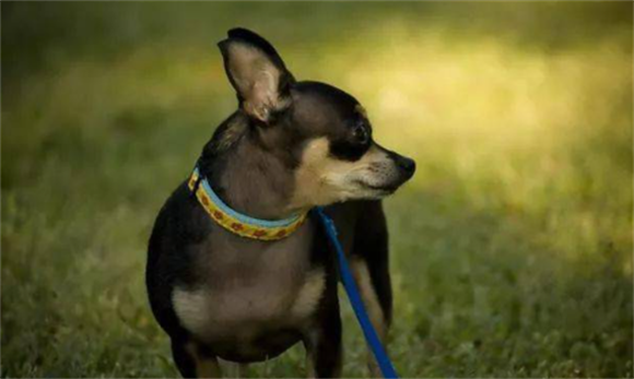 什么小型犬凶