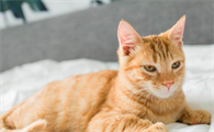 女人梦见猫是好事还是坏事