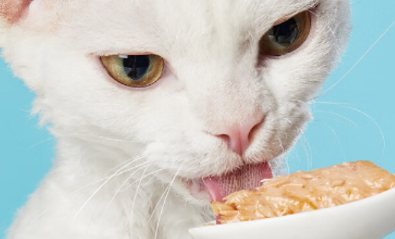 Boopucat波普猫猫罐头如何 Boopucat波普猫猫罐头如何