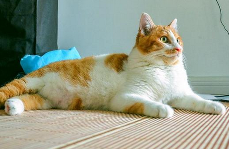 猫主动跑到家里有什么征兆