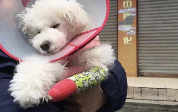 比熊犬骨折送医面临截肢风险 宠物“医患纠纷”能否做鉴定？