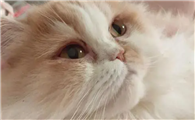 有猫鼻支的猫还能养吗