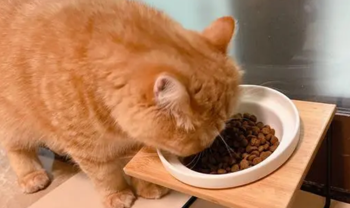 小猫到家正常几天吃东西 小猫到家正常几天吃东西
