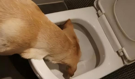 狗为啥吃自己拉的屎 狗为啥吃自己拉的屎